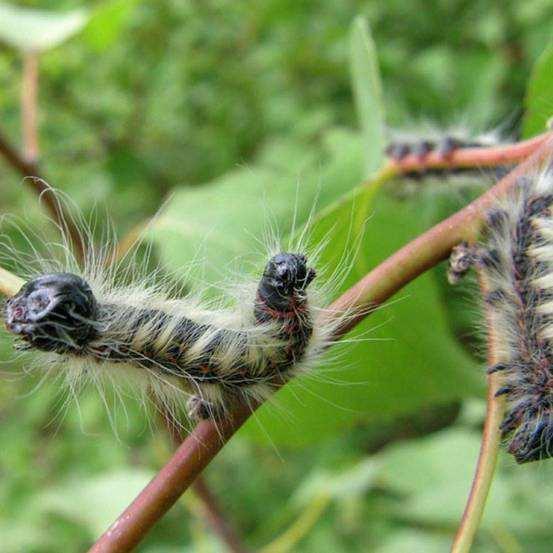 头条问答 我种的杏树有虫吃叶子怎么办 我从山中来的回答 0赞
