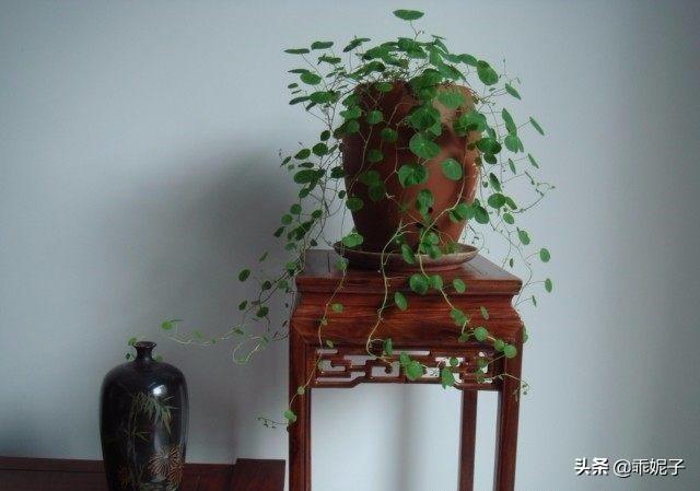 金不换植物爬藤:金不换的叶子布有许多黑点和叶子变黄应怎样处理？