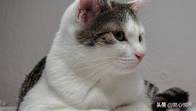 猫皮毛:如何让猫咪的毛长得更好更亮更光滑？