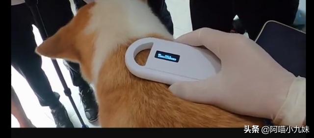 多地出台养犬规定引热议:深圳所有犬只必须植入芯片，否则将视为无证养犬，你支持吗？