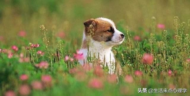 问一个比较蠢的问题,怎么能别太天真单纯,感觉会老被坑？