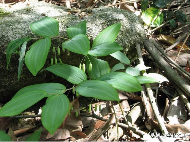 野生姜有什么价值?如何人工种植?_生活常识_小高教学网