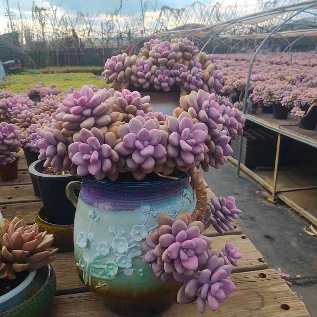 头条问答 进入梅雨季节应该如何养护多肉植物 29个回答