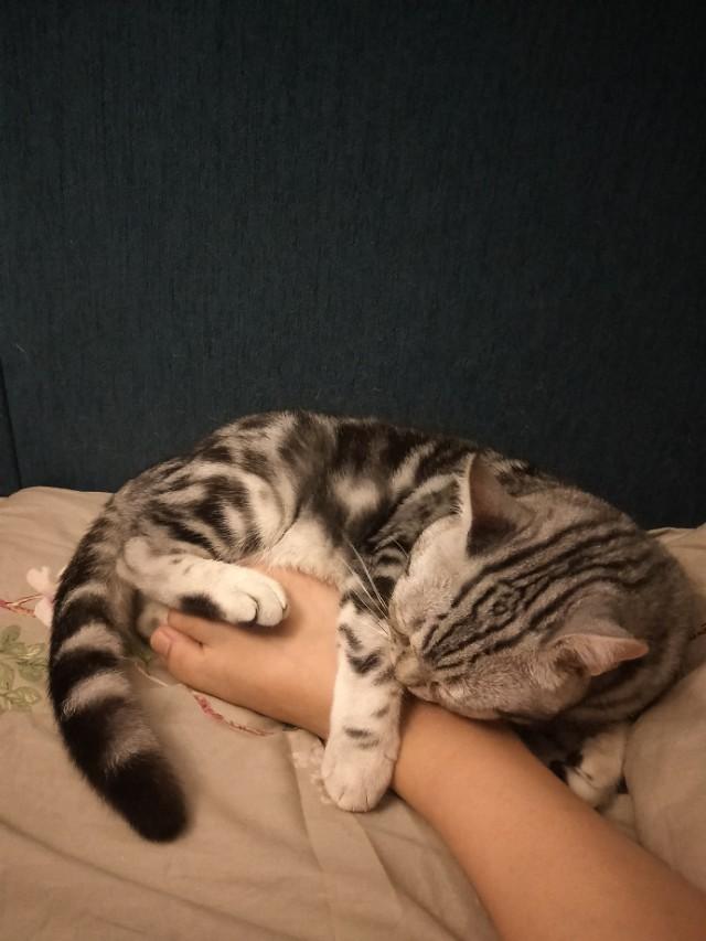 哪些猫咪的体质好？