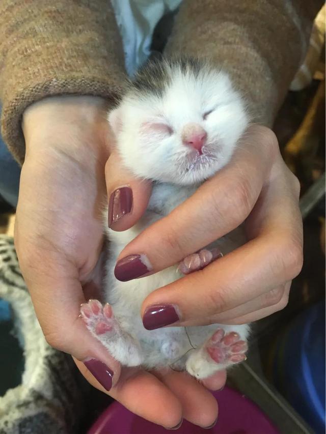 水煮活猫的新闻视频:把一只刚出生的小奶猫一直养大是什么感觉？