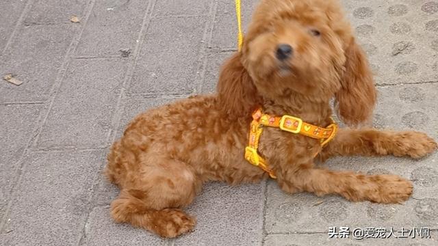 宠物在线医院:被泰迪幼犬咬了要去哪儿打狂犬疫苗，宠物医院吗？急在线等？