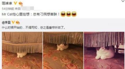 萌猫红小胖万多福开心果幕后花絮:范冰冰恢复晒猫，李晨也曾晒这只猫，你怎么看？
