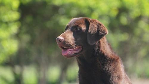 宠物搜救犬:搜救犬的训练科目有哪些？请赐教如何训练狗狗成为优秀的搜救犬？