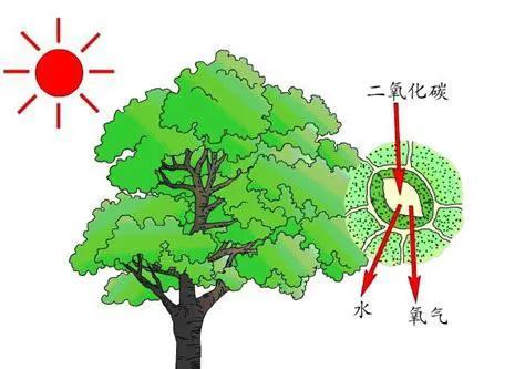 肉食动物的隐含意思:肉食动物为什么不吃肉食动物？