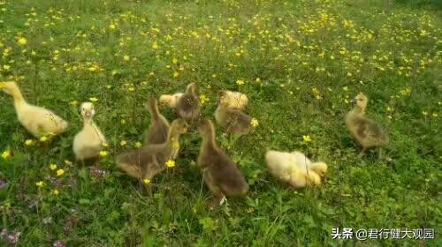 斯芬克斯猫加热:“白毛浮绿水,红掌拨清波”你知道怎么饲养家鹅么？