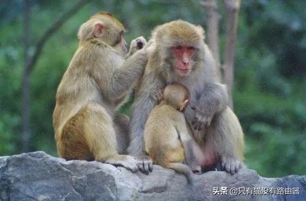母狗会来月经吗:狗来大姨妈，是怎么回事生病了吗？