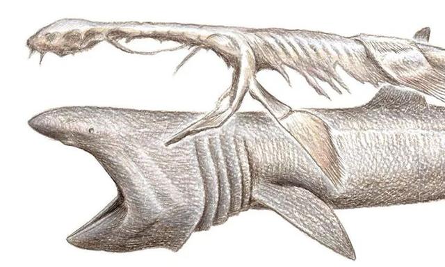 尼斯湖水怪未解之谜，能排除日本蛇颈龙事件中的骨架是鲸的可能吗