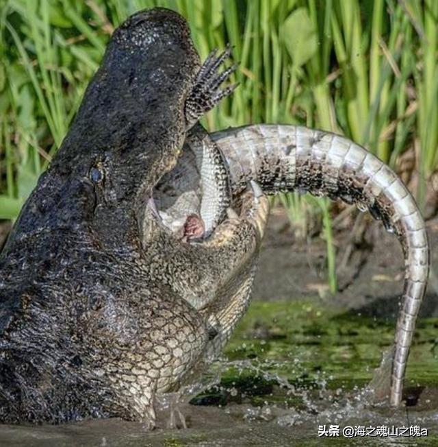 头条问答 - 《不够格的伙伴》故事讲的是什么?(25个回答)