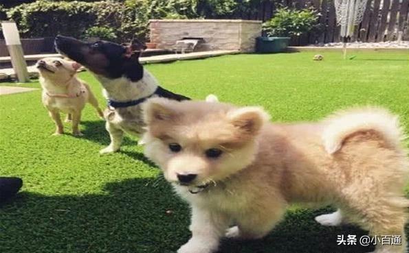 杂交白狐狸狗图片:纯种犬就一定优秀，杂交犬就一定不堪吗？