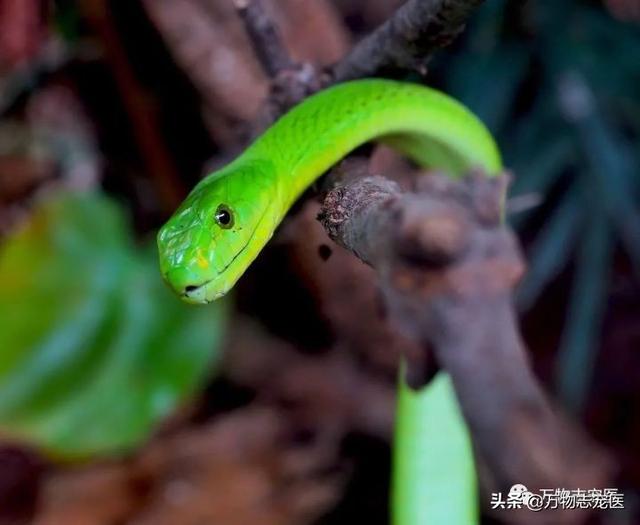 另类宠物论坛另类宠物:国内如何合法饲养爬行动物？