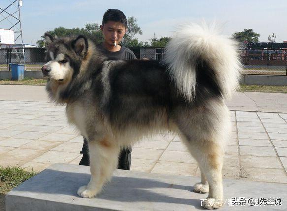 阿拉斯加犬跟哈士奇哪个好:哈士奇和阿拉斯加犬，哪种更讨人喜欢呢？ 阿拉斯加犬和哈士奇哪个好养
