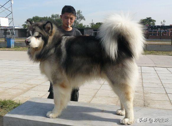 阿拉斯加犬与哈士奇的关系:哈士奇和阿拉斯加犬，哪种更讨人喜欢呢？