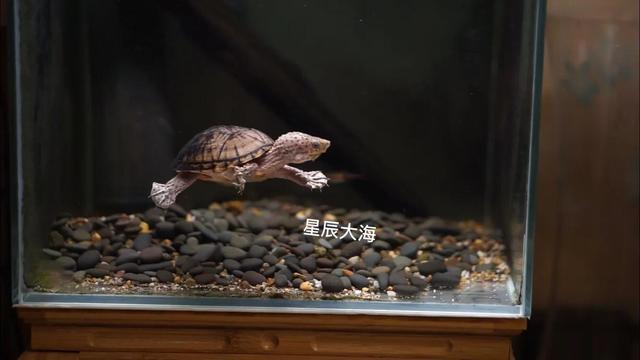 想养只龟,帮忙推荐下养哪种好？有没有哪种好养、干净的,巴西龟太脏？