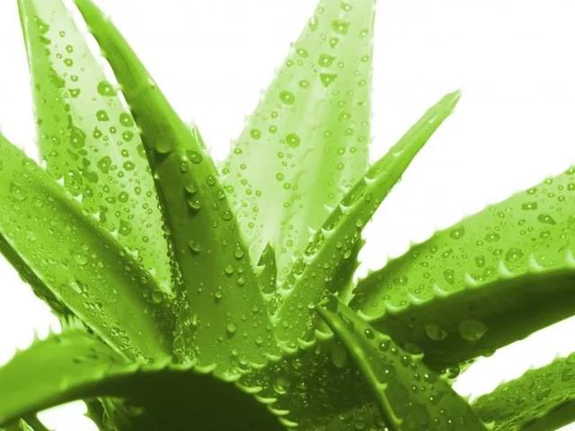 芦荟的用途:求教：家里种的芦荟，都有什么用途应该怎么处理呢
