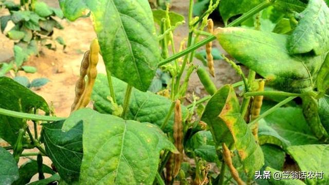 玉米地蚜虫怎么防治:种植小豆虫害较多如何防治？怎么科学种植增产？