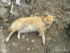 缉毒犬偷吃薯条:为什么感觉农村养土狗的越来越少？