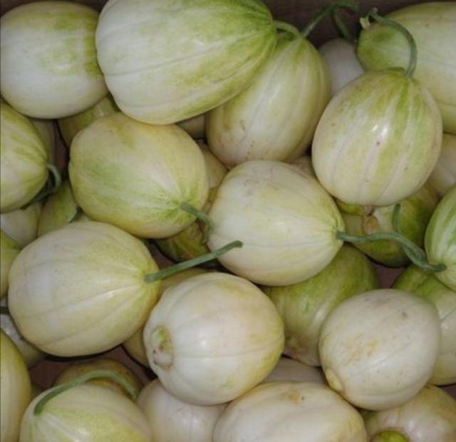 头条问答 - 现在种甜瓜,什么品种最好?(9个回答)