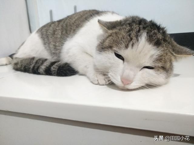 怎么确定猫认主人了?:怎么判断猫咪是否信任你？