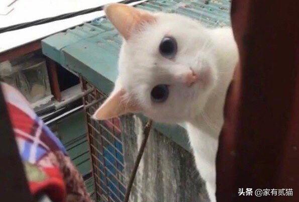 北京杀人事件:怎么看待北京八达岭野生动物园老虎伤人事件一案？