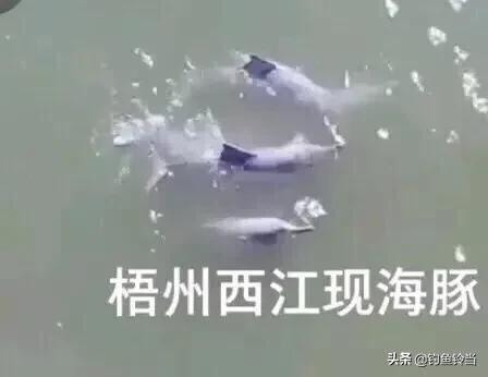中华白海豚为何濒危，出现在梧州的中华白海豚在救助捕捞中会造成伤害而死亡吗