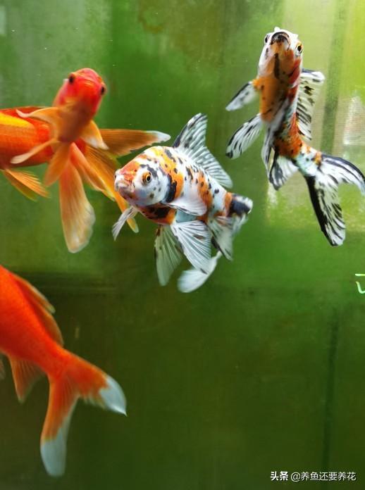 金鱼白点病:金鱼胸鳍两侧边缘有白点是病吗？