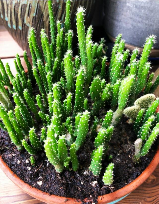 头条问答 - 多肉姬珊瑚耐寒吗,想露养过冬可以吗?应该怎么养?