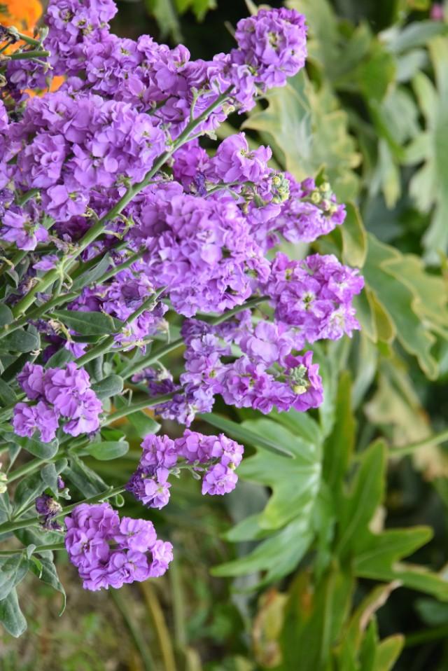 头条问答 - 十字花科的紫罗兰你拍过吗,怎样拍摄成具有艺术美感的摄影