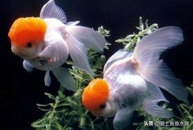 头条问答 金鱼老是被过滤罩吸过去 怎么办 喜欢锦鲤的回答 0赞