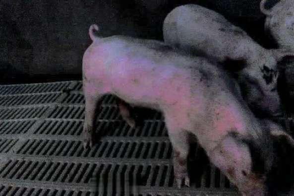 猪拉血便是什么原因:为什么猪拉血便而且发高烧？是什么原因？该怎么治疗？