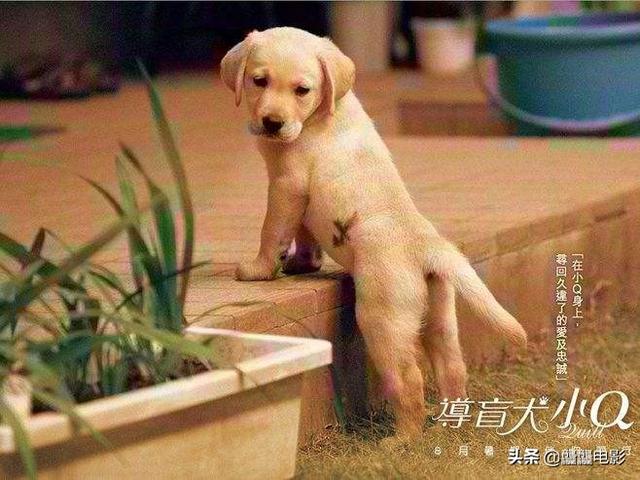 导盲犬珍妮 寄养家:导盲犬珍妮退役后的生活 那些动物是主角的电影是怎么拍的？