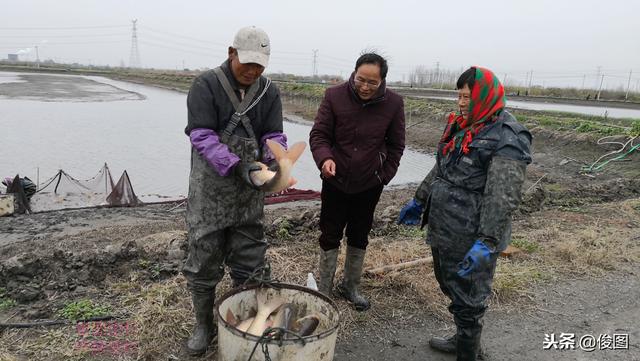 软骨鲫鱼苗种:现在这个季节龙虾池适合杀灭鲫鱼吗？