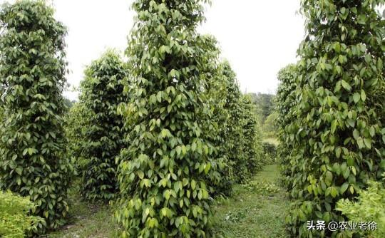 头条问答 胡椒的定植和管理技术有哪些 6个回答