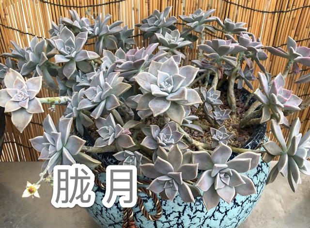 宽叶不死鸟:怎么都养不死的10种多肉植物有哪些？