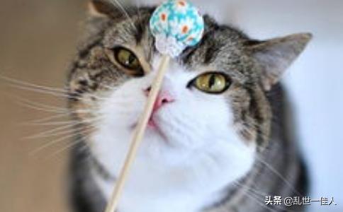 来养一只电子宠物猫:狸花猫可以当成宠物养吗？