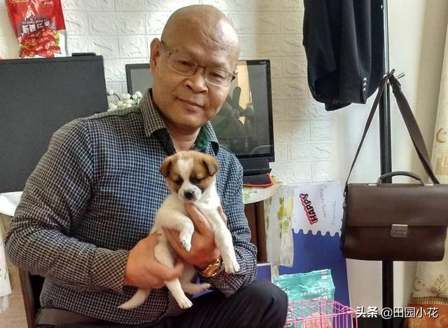 捡到一只流浪狗:收养流浪狗，是什么样的体验？
