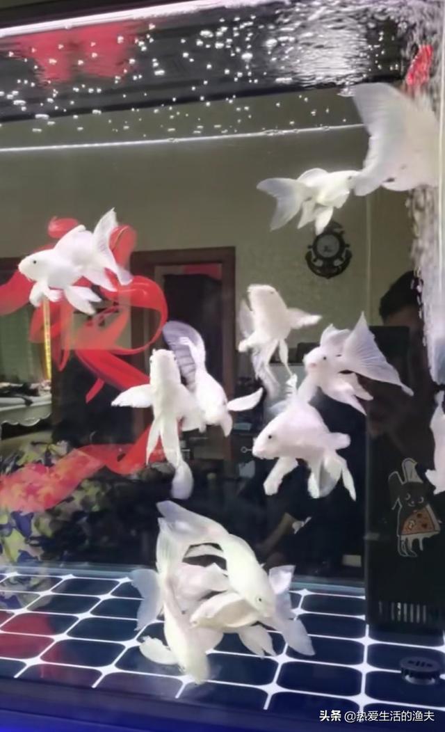 开心宠物:上班族养什么宠物最合适？