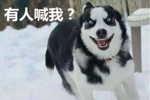 哈士奇饲养:养哈士奇会有什么辛酸的事？ 哈士奇饲养成本