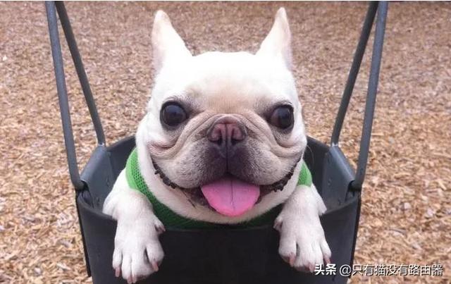 沉默的斗牛犬相关问答:法国斗牛犬容易患上的疾病，有哪些？ 沉默的斗牛犬的小说