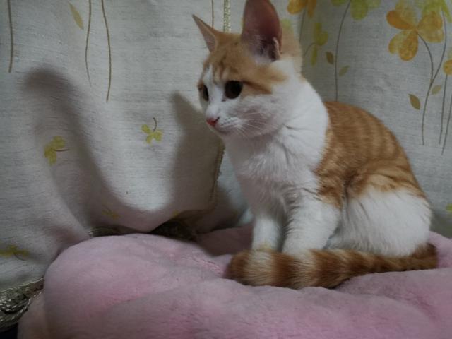 猫有九条命唯有一颗心:猫有九条命唯有一颗心是什么意思 想养第二只猫，但是它们能不能好好相处呢？