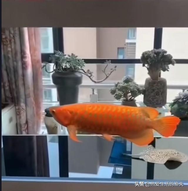 不用生化棉:鱼缸过滤棉需要经常洗吗？