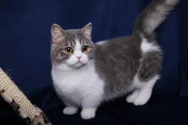 乐乐上海宠物猫专卖店:想要一直矮脚蓝白猫（上海），大概多少钱一只？注意什么？