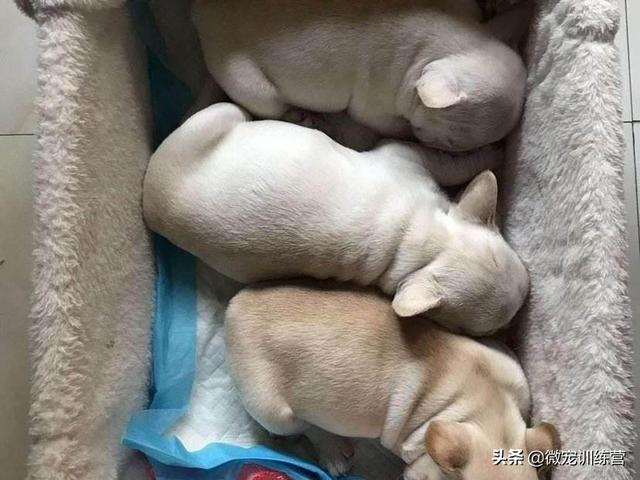 狗狗训练营:狗狗训练营在哪里 一窝小狗6个刚满月，大狗找不到了。应该喂小狗什么，该怎么办？