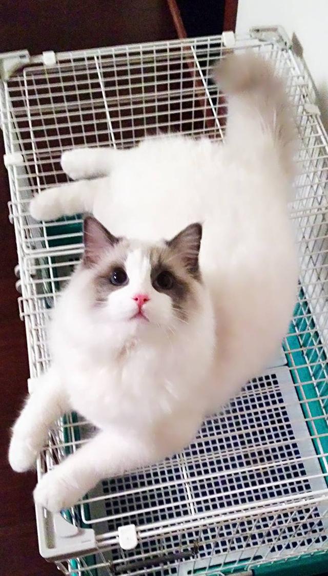 头条问答 猫黑鼻子还是红鼻子好 14个回答