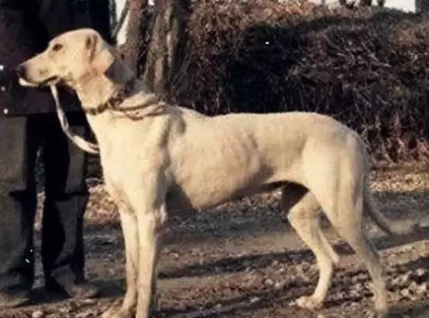 广东中国沙皮犬:中国本土还有哪些猛犬不输于藏獒？ 中国沙皮犬价格