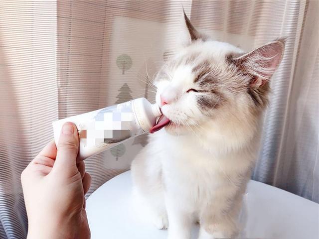 马恩岛猫问答:流浪猫为什么不吃馒头？它不是肚子饿吗？